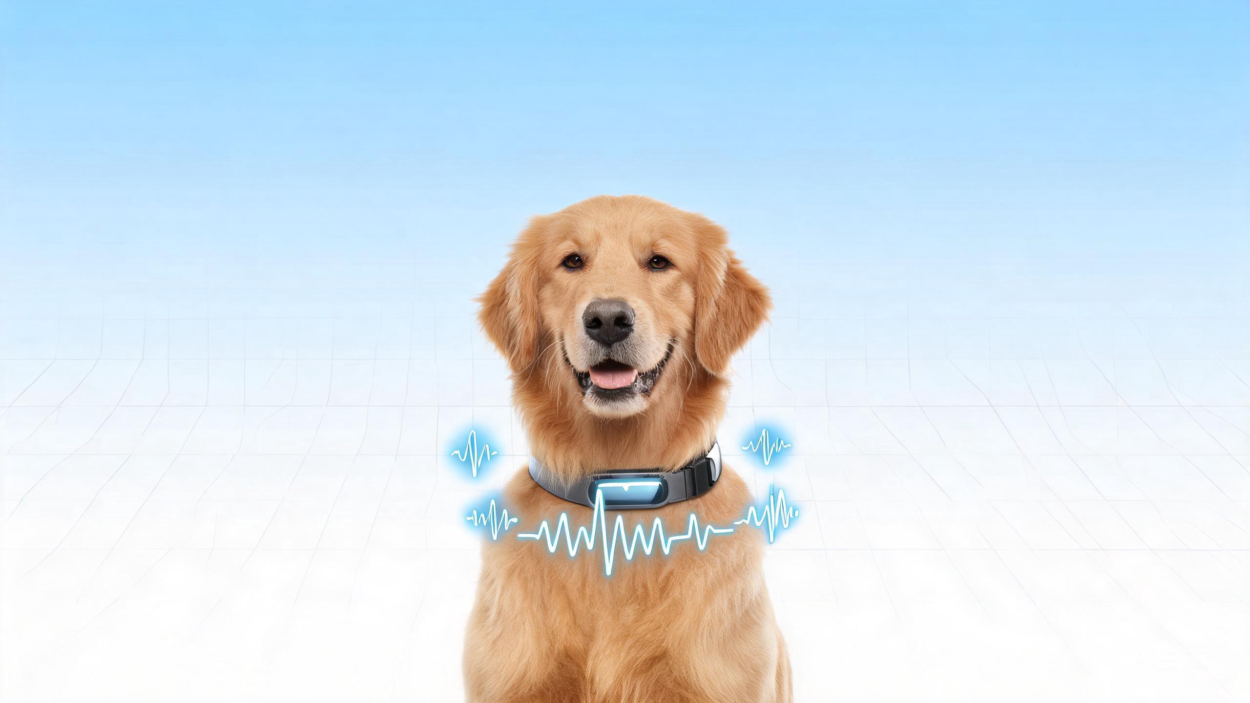 BCG Heart Rate Monitoring
